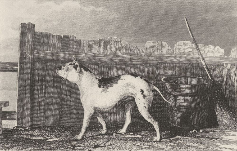 DOGS. Bull Dog (Bulldog) (Edward Jesse) 1888 old antique vintage print picture